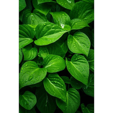 Green Leaf Acrylic Canvas